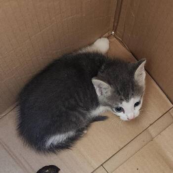 Phish Food -  Domestic Short Hair Cat for Adoption in Greensboro, North Carolina - Phish Food | PetCurious