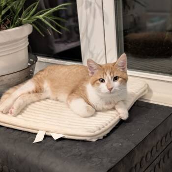 Rescue Domestic Short Hair Cats for Adoption in Raleigh, North Carolina - Carlton | PetCurious