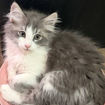 Cummins -  Domestic Short Hair Cat for Adoption in Brentwood, California - Cummins | PetCurious