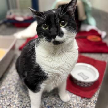 Puddy -  Domestic Short Hair and Mixed Breed Cat for Adoption in Fairport, New York - Puddy | PetCurious