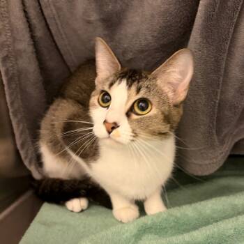 Rescue Domestic Short Hair Cats for Adoption in Council Bluffs, Iowa - Phoebe Buffay | PetCurious