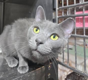 Phoenix Chelwynde -  Domestic Short Hair Cat for Adoption in Philadelphia, Pennsylvania - Phoenix Chelwynde | PetCurious