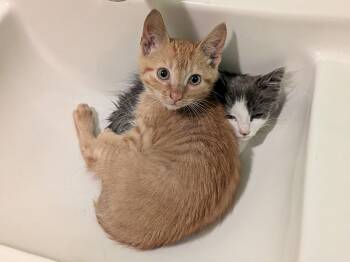 Phillip & Sasha -  American Shorthair Cat for Adoption in Rochester, New York - Phillip & Sasha | PetCurious