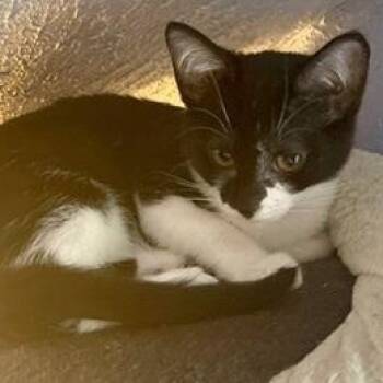 Jinx -  Tuxedo Cat for Adoption in Springfield, Oregon - Jinx | PetCurious