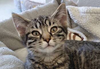 Domestic Short Hair and Tabby Cats Available for Adoption - Gin | PetCurious