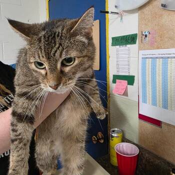 Domestic Short Hair Cats Available for Adoption in Eureka Springs, Arkansas - Ditto | PetCurious