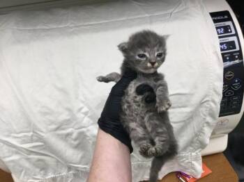 A1927951 -  Domestic Short Hair Cat for Adoption in Thousand Palms, California - A1927951 | PetCurious