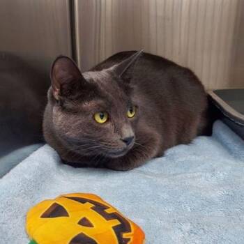 Rue -  Domestic Short Hair Cat for Adoption in Lake Havasu City, Arizona - Rue | PetCurious