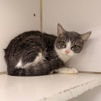 Rescue Domestic Short Hair Cats for Adoption in Pasadena, Maryland - Annie | PetCurious