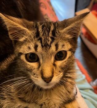 Rene 1 (aka Toby Keith) -  Domestic Short Hair Cat for Adoption in Cumming, Georgia - Rene 1 (aka Toby Keith) | PetCurious