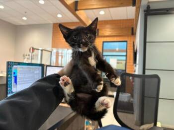 OLIVER -  Domestic Short Hair Cat for Adoption in Rowlett, Texas - OLIVER | PetCurious