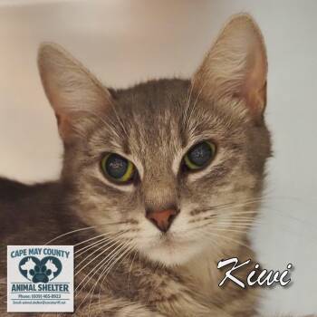 Kiwi -  Domestic Short Hair Cat Available for Adoption in Middle Township, New Jersey - Kiwi | PetCurious