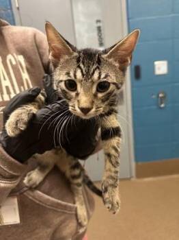Roly Poly -  Domestic Short Hair Cat for Adoption in Wichita, Kansas - Roly Poly | PetCurious