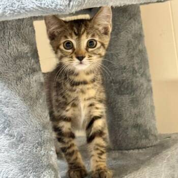 Dot -  Domestic Short Hair Cat Available for Adoption in Huntsville, Alabama - Dot | PetCurious