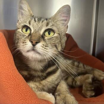 Rescue Domestic Short Hair Cats for Adoption in New York, New York - Alyx | PetCurious