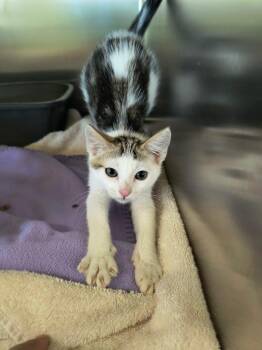 Bailey -  Domestic Short Hair Cat for Adoption in Weaverville, California - Bailey | PetCurious