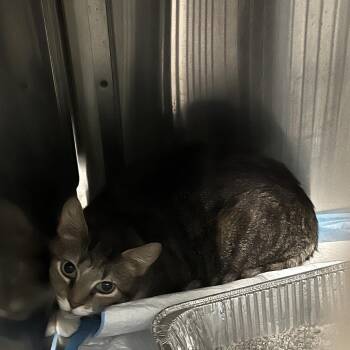 Domestic Short Hair Cats Available for Adoption in Greensboro, North Carolina - Queen | PetCurious