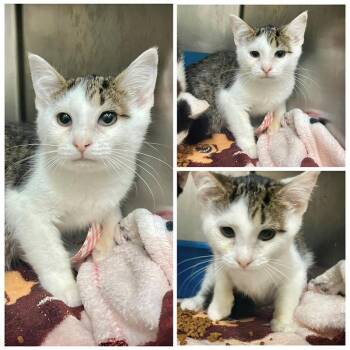 Tofu -  Domestic Short Hair Cat for Adoption in New York, New York - Tofu | PetCurious