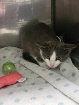 Reagan -  Domestic Short Hair Cat for Adoption in Fishers, Indiana - Reagan | PetCurious