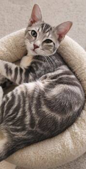 Statler -  Tabby Cat for Adoption in Fresno, California - Statler | PetCurious