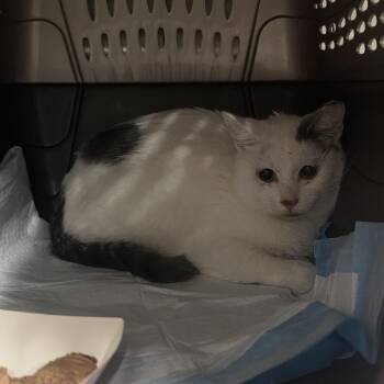 Davina -  Domestic Short Hair Cat for Adoption in Salt Lake City, Utah - Davina | PetCurious