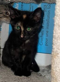 Rizzo -  Domestic Short Hair Cat for Adoption in Wilmington, North Carolina - Rizzo | PetCurious