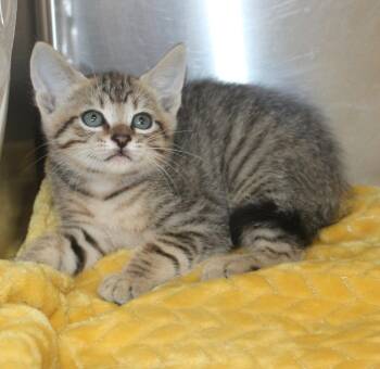 Domestic Short Hair and Tabby Cats Available for Adoption in Prattville, Alabama - Terrie - 43479 | PetCurious