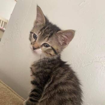 Domestic Short Hair Cats Available for Adoption - Candace  | PetCurious