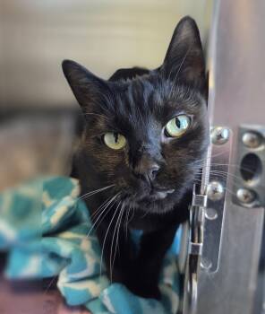 Domestic Short Hair Cats Available for Adoption in Brookings, South Dakota - Silhouette | PetCurious