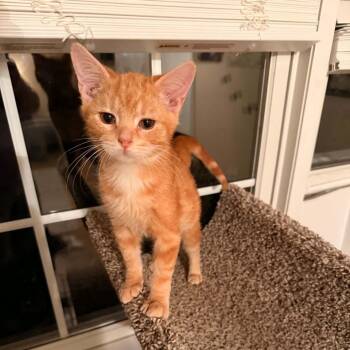Buttons -  Domestic Short Hair Cat for Adoption in Harrisonburg, Virginia - Buttons | PetCurious