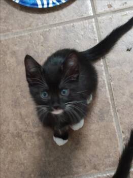 *BURT - YELLOW -  Domestic Short Hair Cat for Adoption in Woodland, California - *BURT - YELLOW | PetCurious