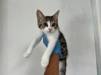 MOJO -  Domestic Short Hair Cat for Adoption in San Bernardino, California - MOJO | PetCurious