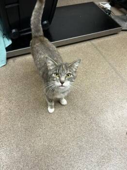 Margaret -  Domestic Short Hair Cat for Adoption in Chambersburg, Pennsylvania - Margaret | PetCurious