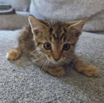 Grits -  Tabby Cat for Adoption in Calimesa, California - Grits | PetCurious
