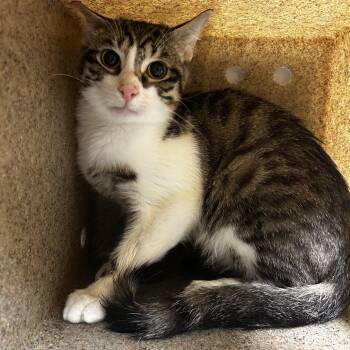 Twin -  Domestic Short Hair Cat for Adoption in Reno, Nevada - Twin | PetCurious