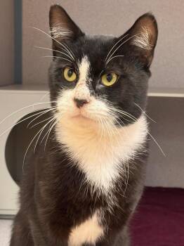 Jack -  Domestic Short Hair Cat for Adoption in Batavia, New York - Jack | PetCurious