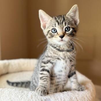 Terry -  Domestic Short Hair Cat for Adoption in Marshall, Virginia - Terry | PetCurious