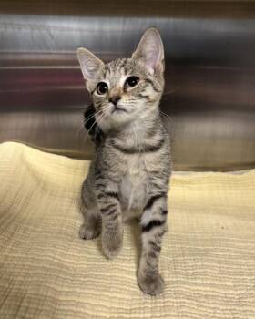 Gordon Cole (with Laura Palmer) -  Domestic Short Hair Cat for Adoption in Richmond, Virginia - Gordon Cole (with Laura Palmer) | PetCurious