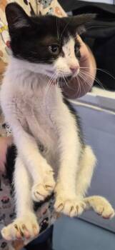 Milo -  Domestic Short Hair Cat for Adoption in Moriarty, New Mexico - Milo | PetCurious