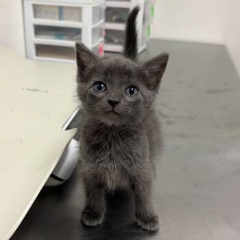 Shark -  American Shorthair Cat for Adoption in Edinburg, Texas - Shark | PetCurious