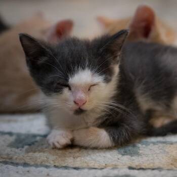 Mozart -  Domestic Short Hair Cat for Adoption in Chapel Hill, North Carolina - Mozart | PetCurious