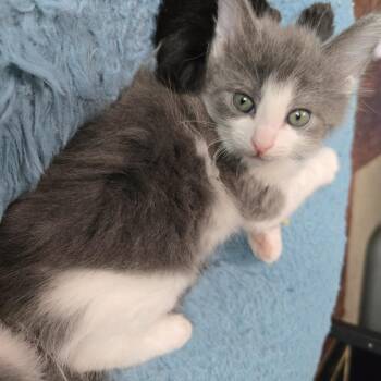 Domestic Short Hair Cats Available for Adoption in San Antonio, Texas - Dot | PetCurious