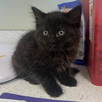 Dazzle -  Domestic Long Hair Cat for Adoption in Kansas City, Kansas - Dazzle | PetCurious