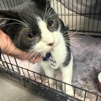 Rescue Domestic Short Hair Cats for Adoption in Normal, Illinois - Sonja | PetCurious