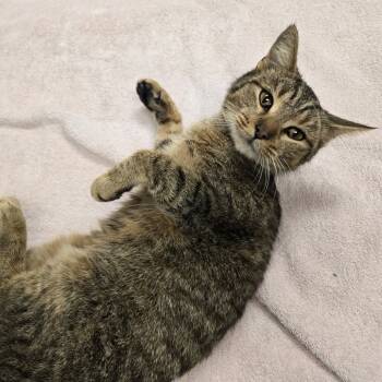 Rescue Domestic Short Hair Cats for Adoption in Nashville, Tennessee - Redbud | PetCurious