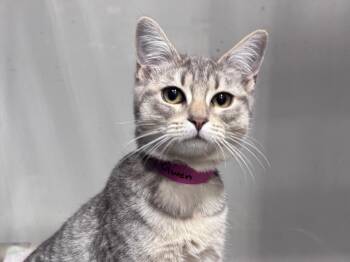 Gwen -  Domestic Short Hair and Tabby Cat for Adoption in Powell, Ohio - Gwen | PetCurious