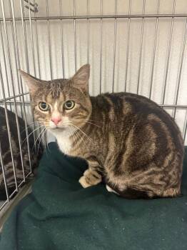 Domestic Short Hair Cats Available for Adoption - Tippy | PetCurious