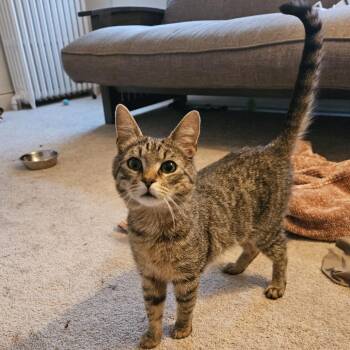 American Shorthair Cats Available for Adoption in Reisterstown, Maryland - Franklin | PetCurious