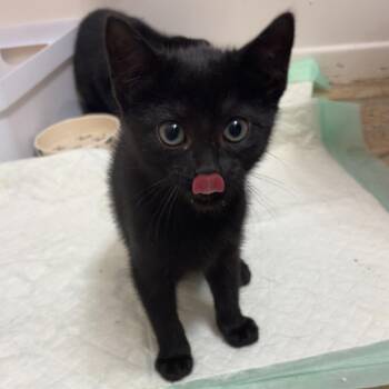 Spaghetti & Meatball (they dont have to be adopted together but  -  Domestic Short Hair Cat for Adoption in Hanson, Massachusetts - Spaghetti & Meatball (they Dont Have To Be Adopted Together But  | PetCurious