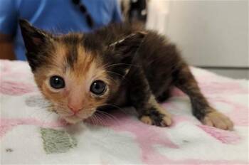 JUBILEE -  Domestic Short Hair Cat for Adoption in Fort Lauderdale, Florida - JUBILEE | PetCurious